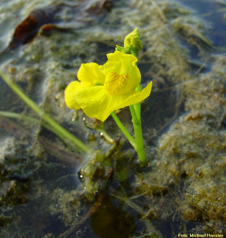 Verkannter Wasserschlauch